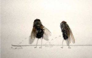 dead_flies_art_01