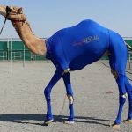 trajes de Lykra para camellos