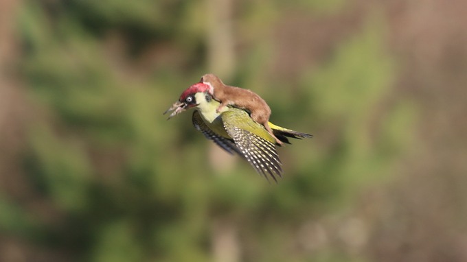 Increíble imagen de una comadreja volando sobre un pájaro carpintero