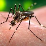Declara la OMS al virus del zika emergencia global