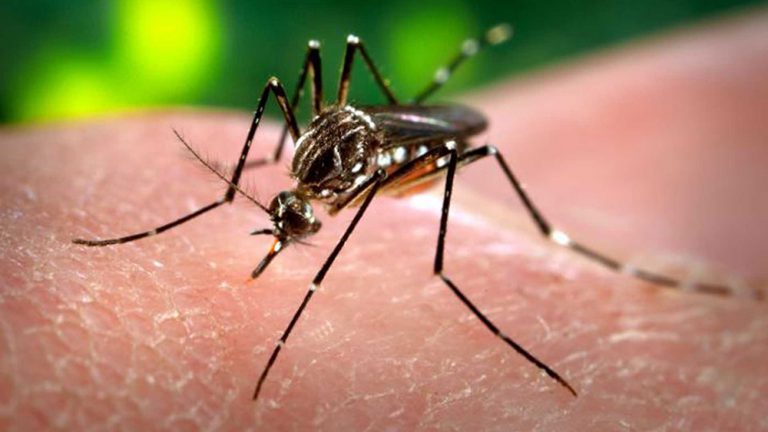 Declara la OMS al virus del zika emergencia global