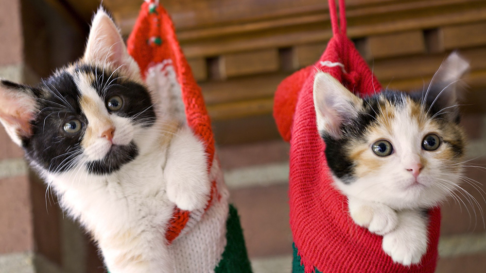 sensación influenza pistola 23 fotos de gatos vestidos con atuendos muy navidadeños | Isopixel