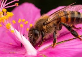 Día Mundial de las Abejas