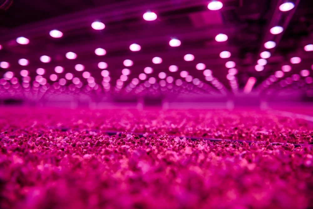 Mejorando la disponibilidad de alimentos y el rendimiento de los cultivos con la iluminación LED