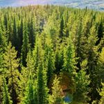 En su lucha contra el cambio climático, Salesforce restaura y cultiva 10 millones de árboles en 12 meses