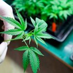 La SCJN anula prohibición del uso lúdico de la marihuana