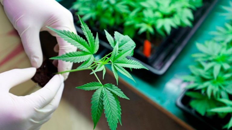 La SCJN anula prohibición del uso lúdico de la marihuana