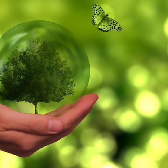 La transformación digital y la firma electrónica impulsan la preservación de mil millones de kilogramos de madera